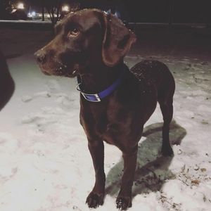 Meet your Posher, Corbin